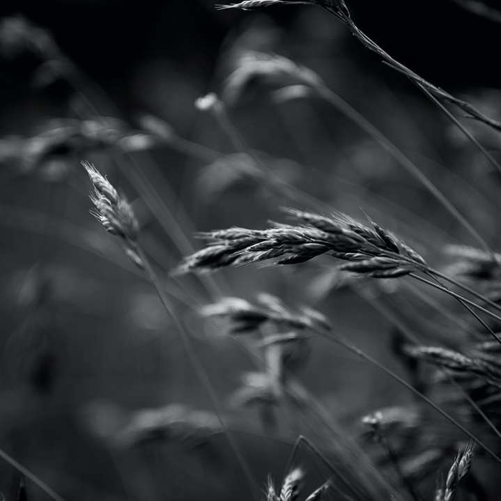 Foto en escala de grises de hierba de trigo. rompecabezas en línea
