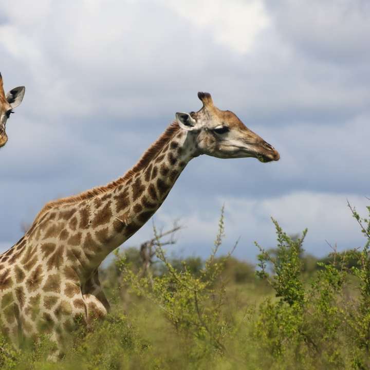 2 girafe în picioare pe câmpul de iarbă verde în timpul zilei puzzle online
