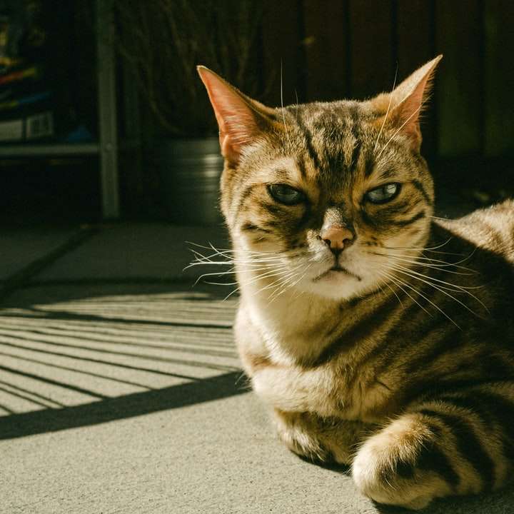 Gato atigrado marrón en la alfombra gris rompecabezas en línea