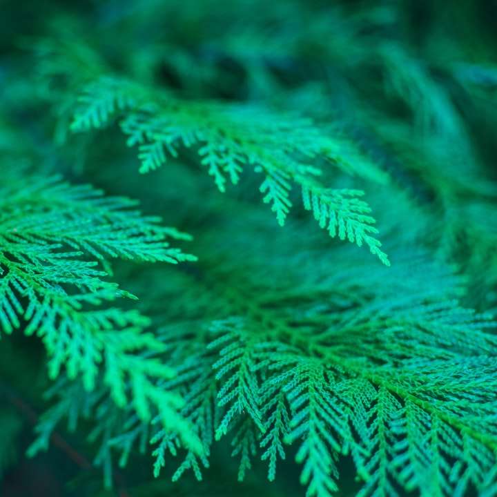 Zelené borovice listy v zblízka fotografování online puzzle