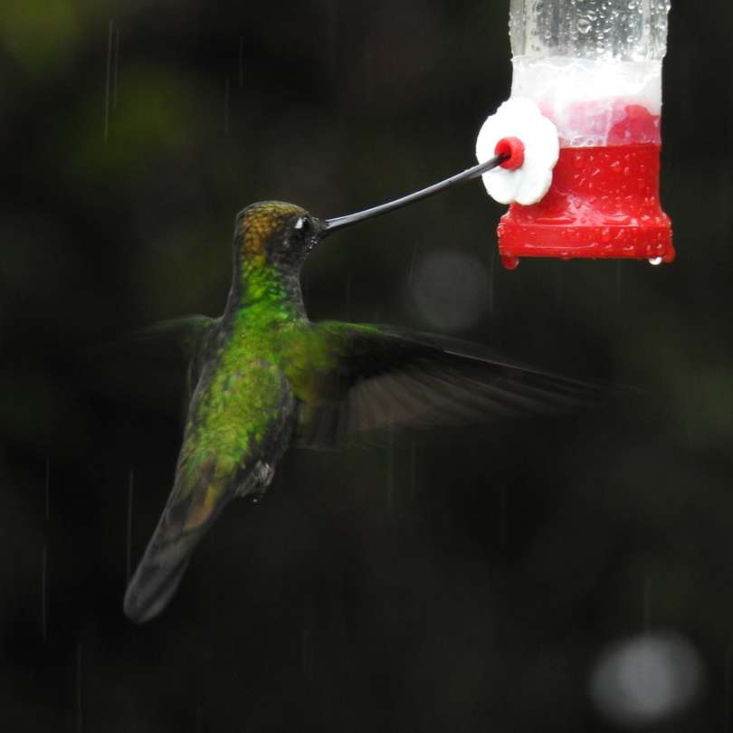 Grön och svart kolibri Pussel online