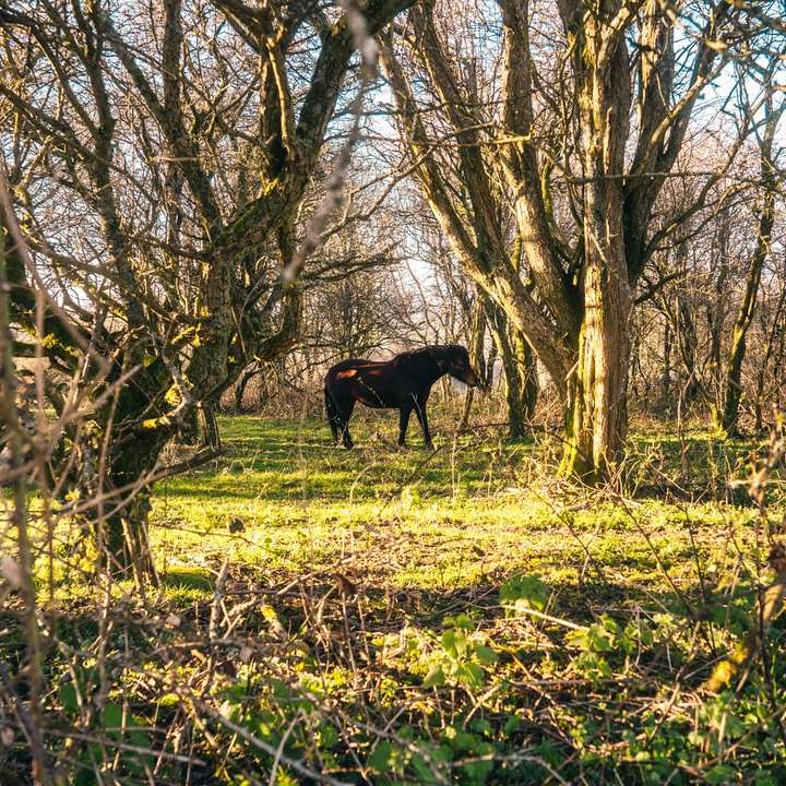 Cheval noir sur le champ d'herbe verte pendant la journée puzzle en ligne