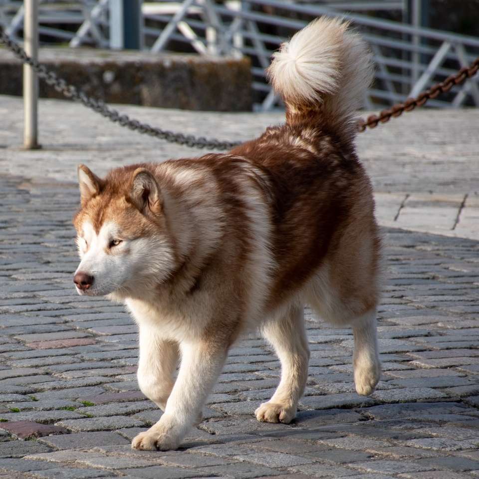 Bruin en wit Siberisch Husky Puppy op bruin houten dok schuifpuzzel online