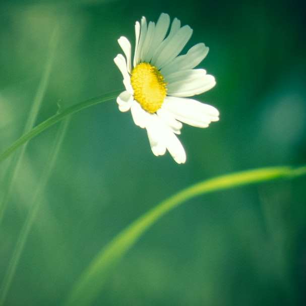 Vit Daisy i blom under dagtid Pussel online