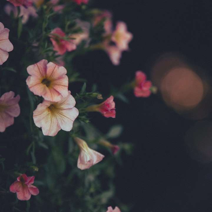 チルトシフトレンズの白とピンクの花 スライディングパズル・オンライン