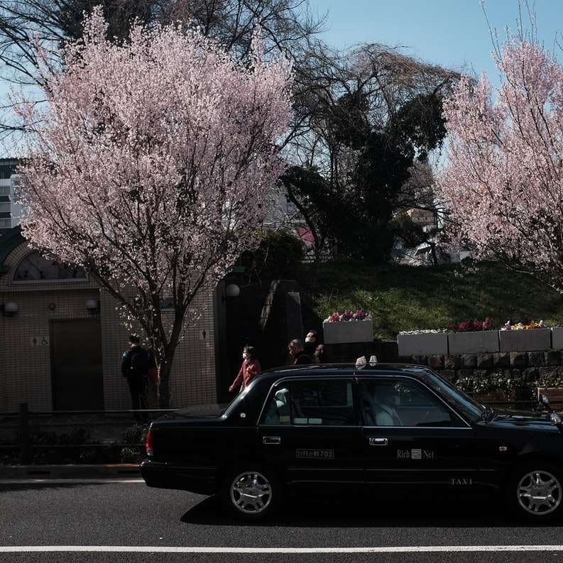 Czarny sedan na drodze w pobliżu różowych drzew kwiat wiśni puzzle przesuwne online