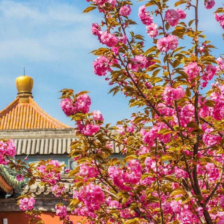 рожеві та білі квіти біля коричнево-білого храму онлайн пазл