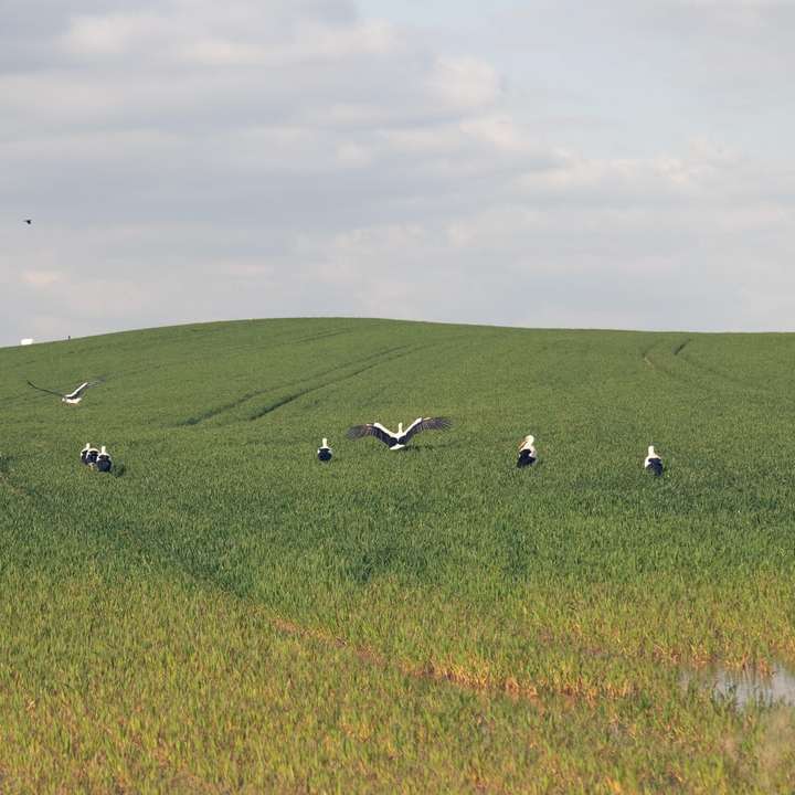 Păsări albe și negre pe câmpul de iarbă verde puzzle online