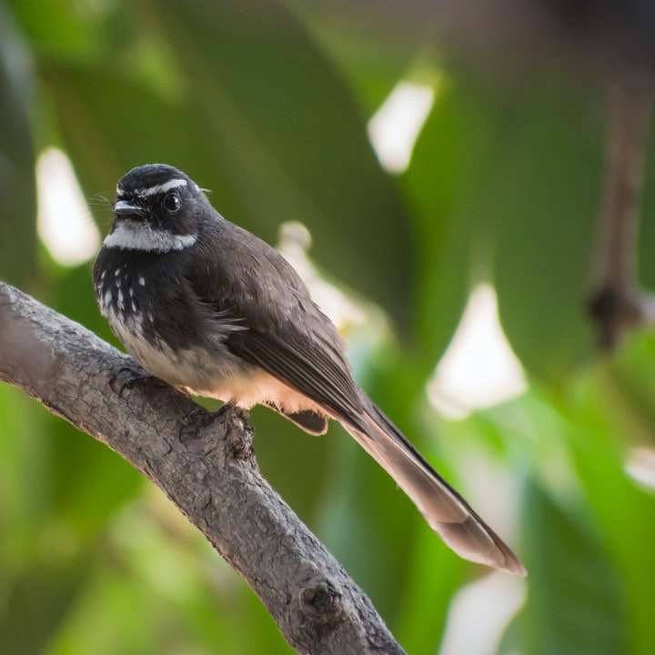 Черна и кафява птица на клона на дървета през деня онлайн пъзел