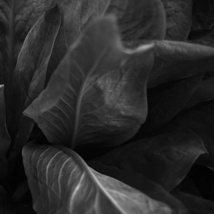 Graustufenfoto von Blättern in der Nähe von oben Fotografie Schiebepuzzle online