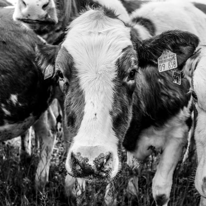 grayscale photo of cow on grass field online puzzle