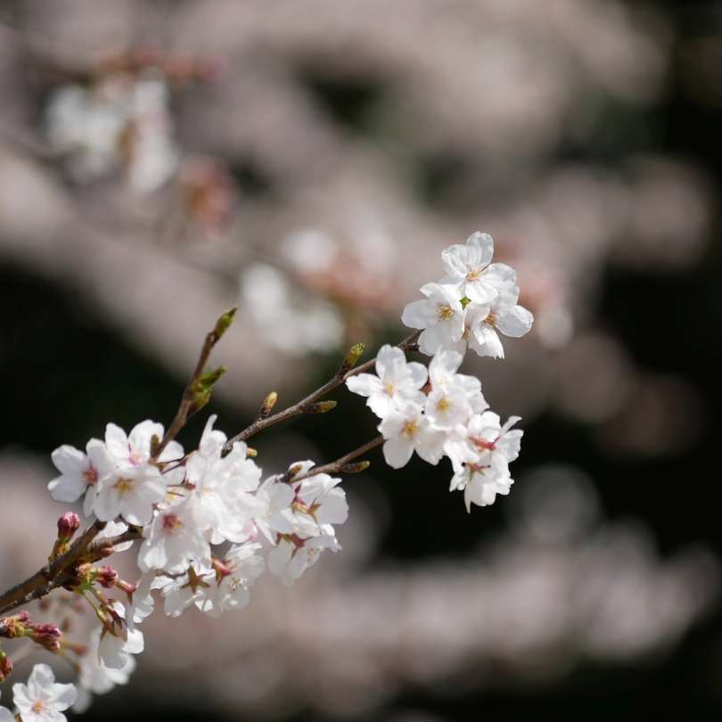 Weiße Kirschblüte in der Nähe von oben Fotografie Online-Puzzle