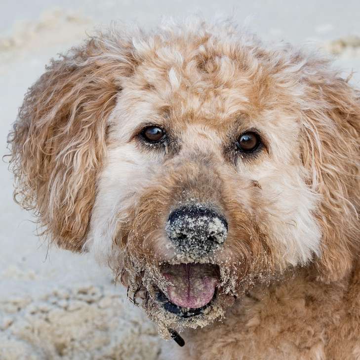 maro câine cu părul curat alunecare puzzle online
