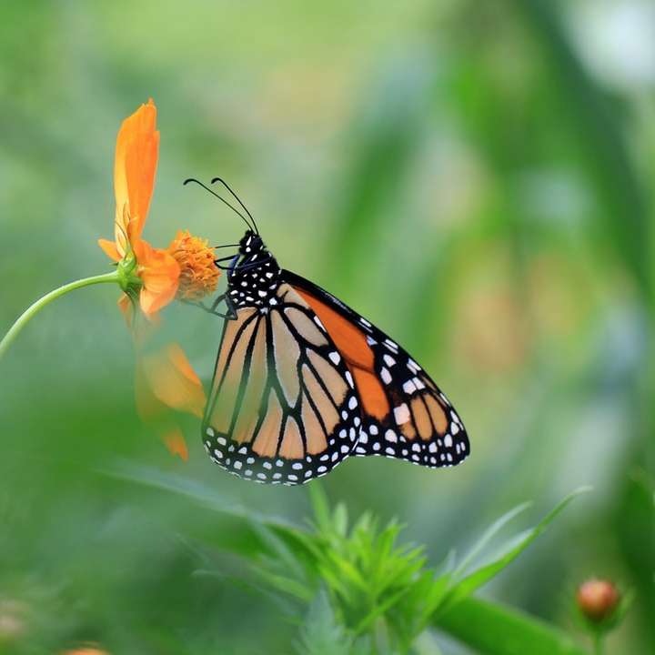 Monarch motyl siedzący na żółtym kwiacie puzzle przesuwne online