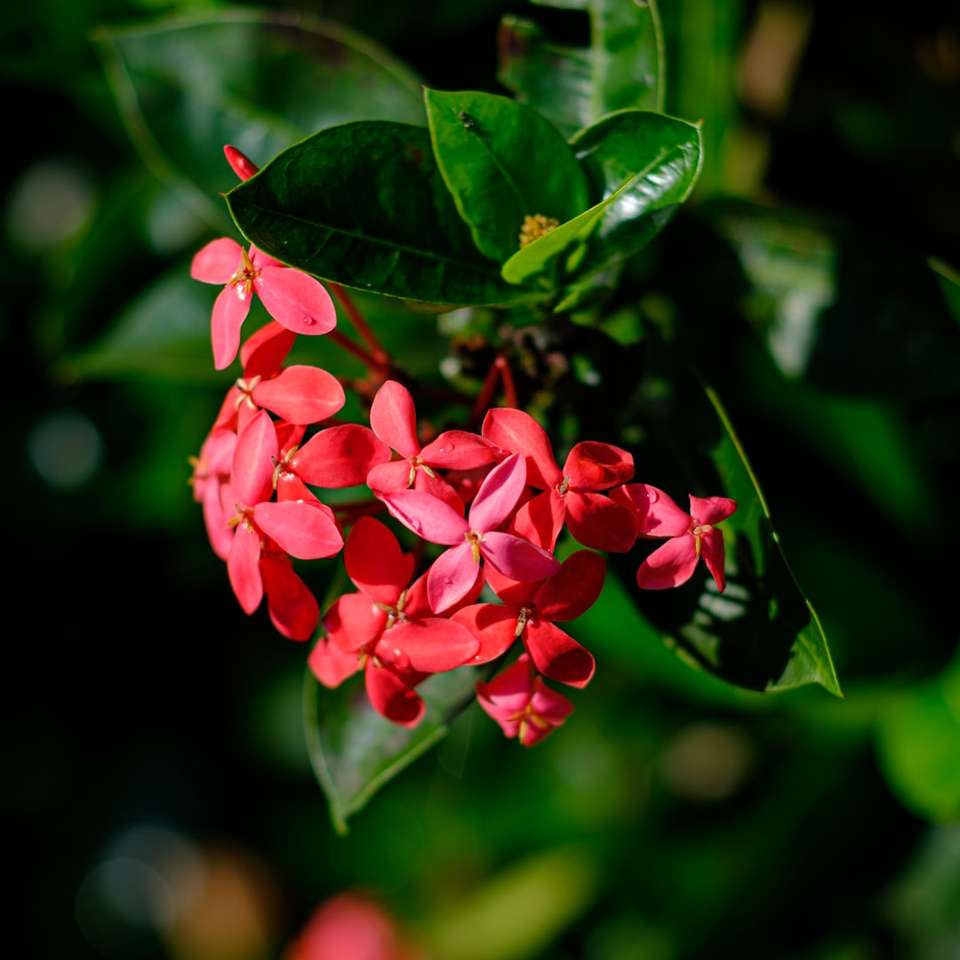Červený květ se zelenými listy online puzzle