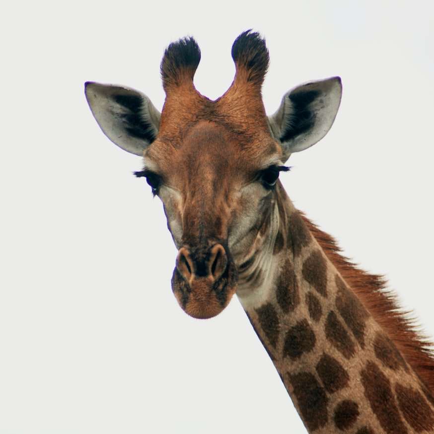 Hnědá a bílá žirafa hlava posuvné puzzle online