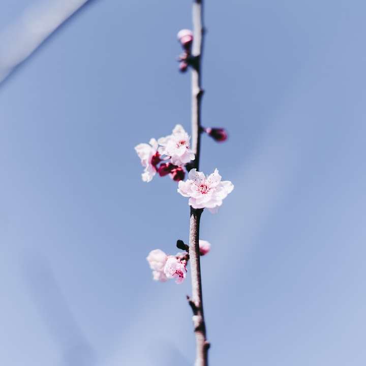 Fiore di ciliegio rosa in fiore durante il giorno puzzle scorrevole online