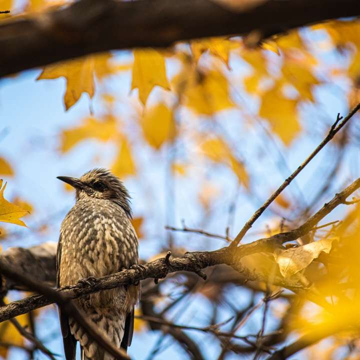 коричневий птах на гілці дерева в денний час розсувний пазл онлайн