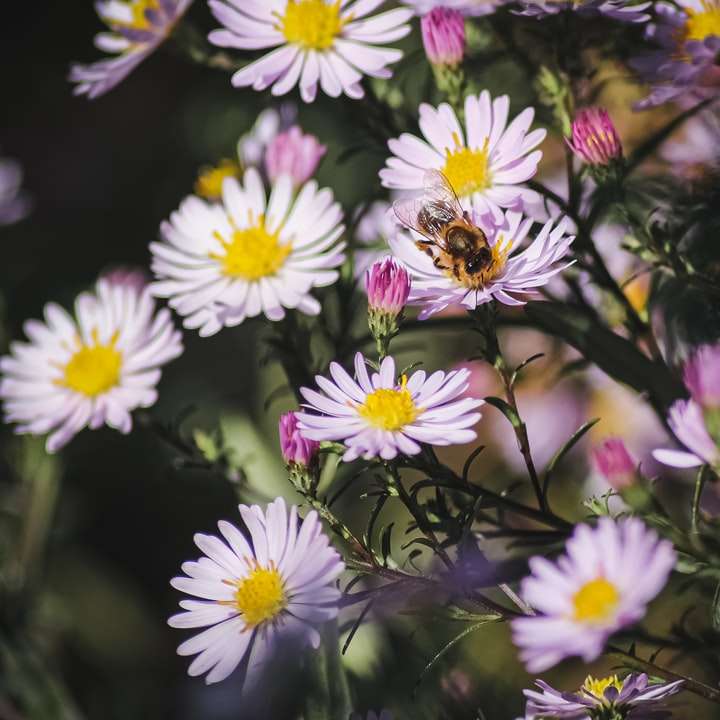 Fleurs violettes et blanches dans une lentille de changement d'inclinaison puzzle en ligne