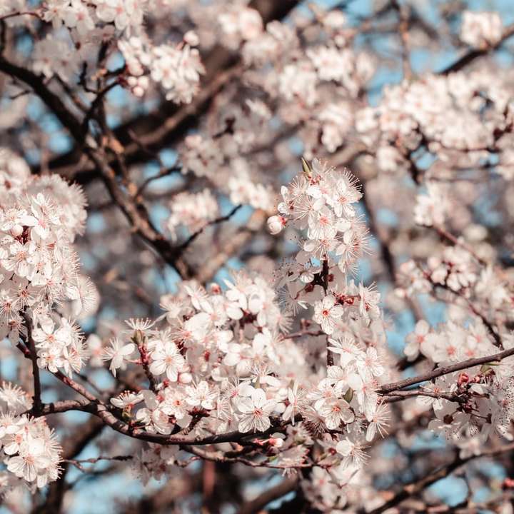 arbre de fleur de cerisier rose pendant la journée puzzle coulissant en ligne