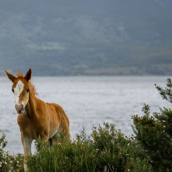 cal maro și alb pe câmpul de iarbă verde lângă corp alunecare puzzle online