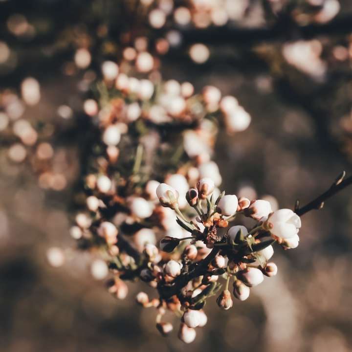 Germogli di fiori bianchi in lente di ribaltamento puzzle scorrevole online