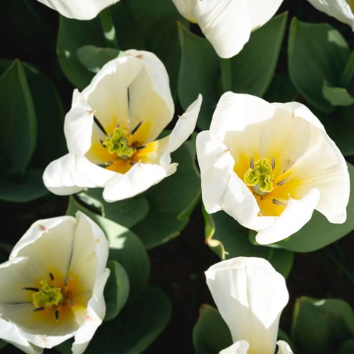 Biały i żółty kwiat w fotografii z bliska puzzle przesuwne online