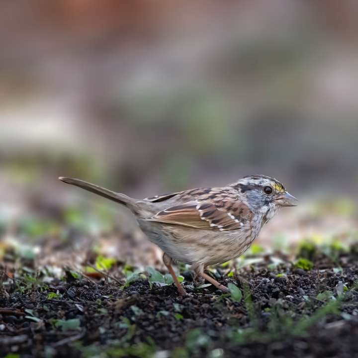 Brown Sparrow posazený na zemi během dne online puzzle