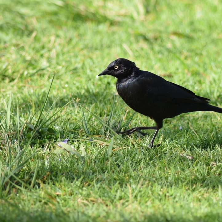 Corvo nero sull'erba verde durante il giorno puzzle scorrevole online