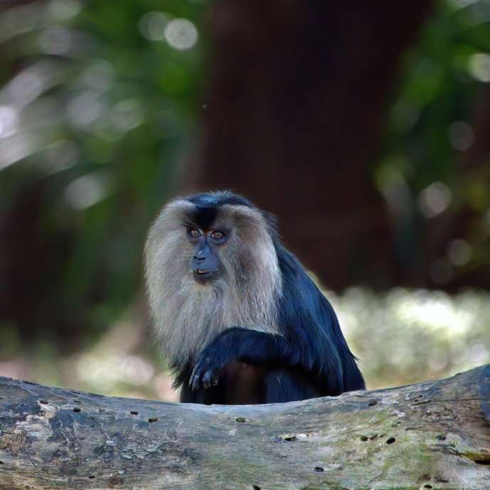 Черна маймуна на клокено дърво през деня онлайн пъзел