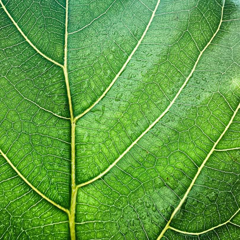 Gröna blad i närbild Pussel online