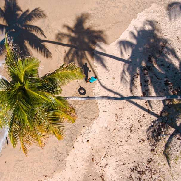 Palma verde sulla sabbia bianca puzzle online