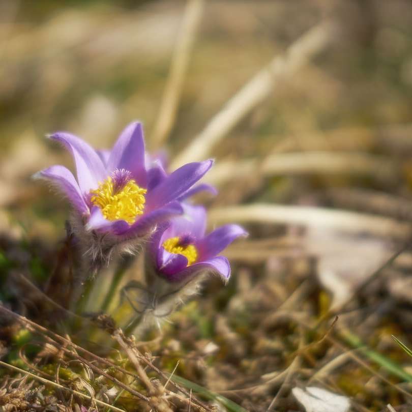 Purpurowy kwiat na zielonej trawie puzzle online