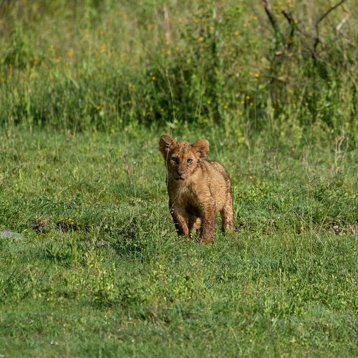 brun björn på grönt gräs fält under dagtid glidande pussel online