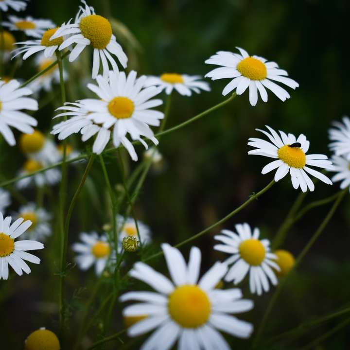 Λευκά και κίτρινα λουλούδια μαργαρίτα συρόμενο παζλ online