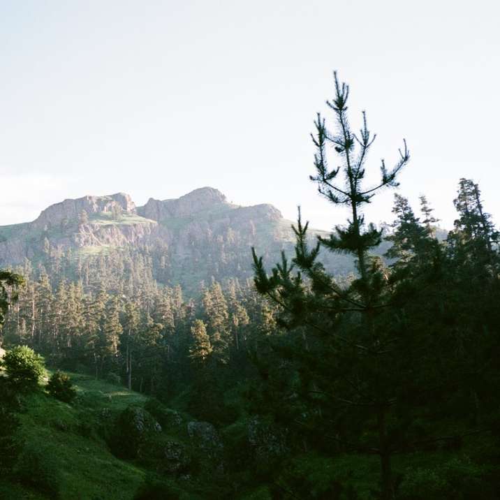 copaci verzi lângă munte Brown în timpul zilei alunecare puzzle online