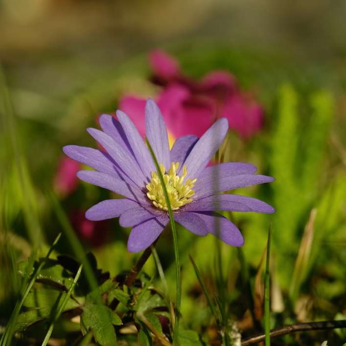purple flower in tilt shift lens online puzzle