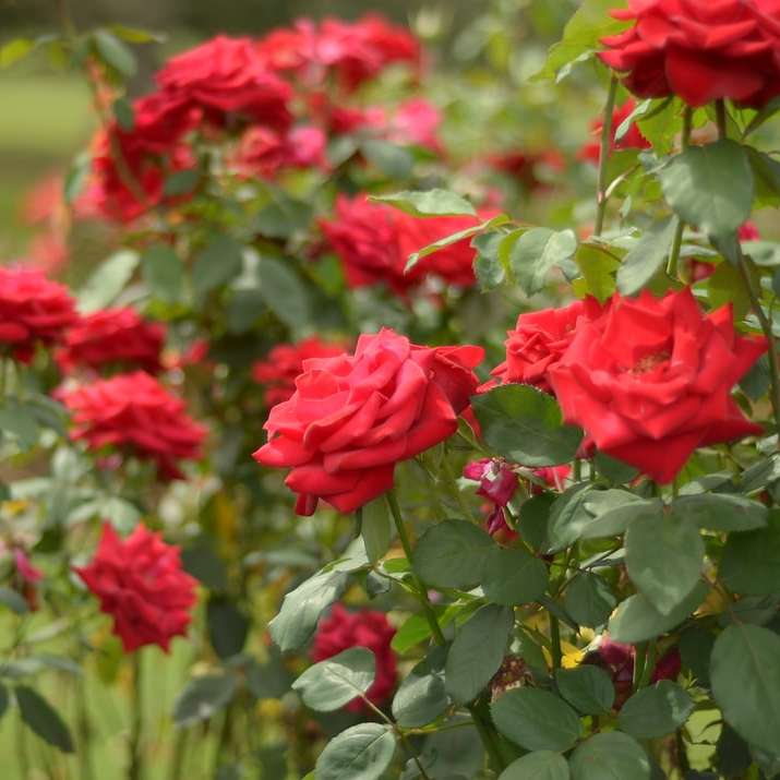 Κόκκινα λουλούδια σε φακό μετατόπισης κλίσης συρόμενο παζλ online