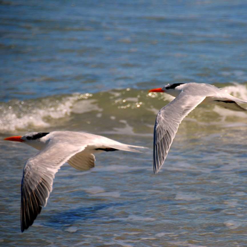 Fehér és szürke madár a tenger felett repül a tenger felett csúszó puzzle online