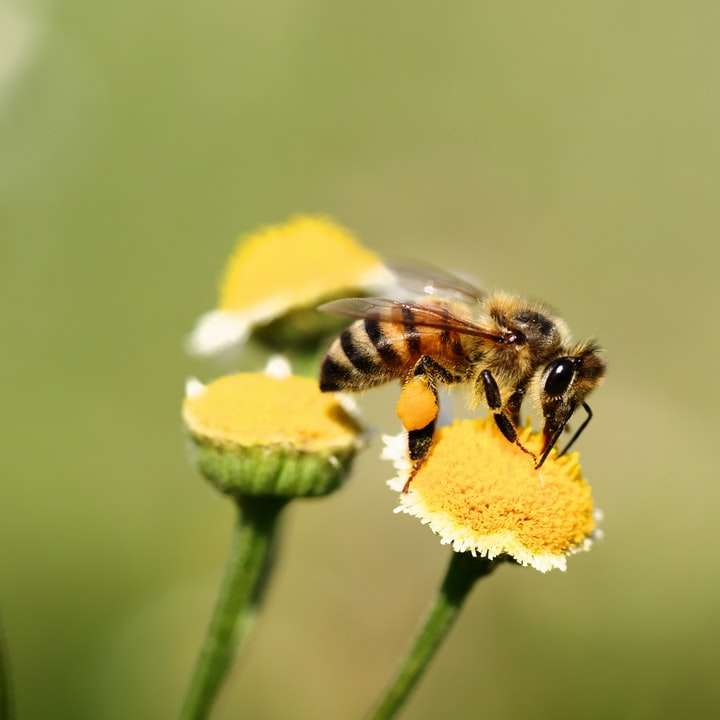 пчела сидит на желтом цветке в фотографии крупным планом раздвижная головоломка онлайн