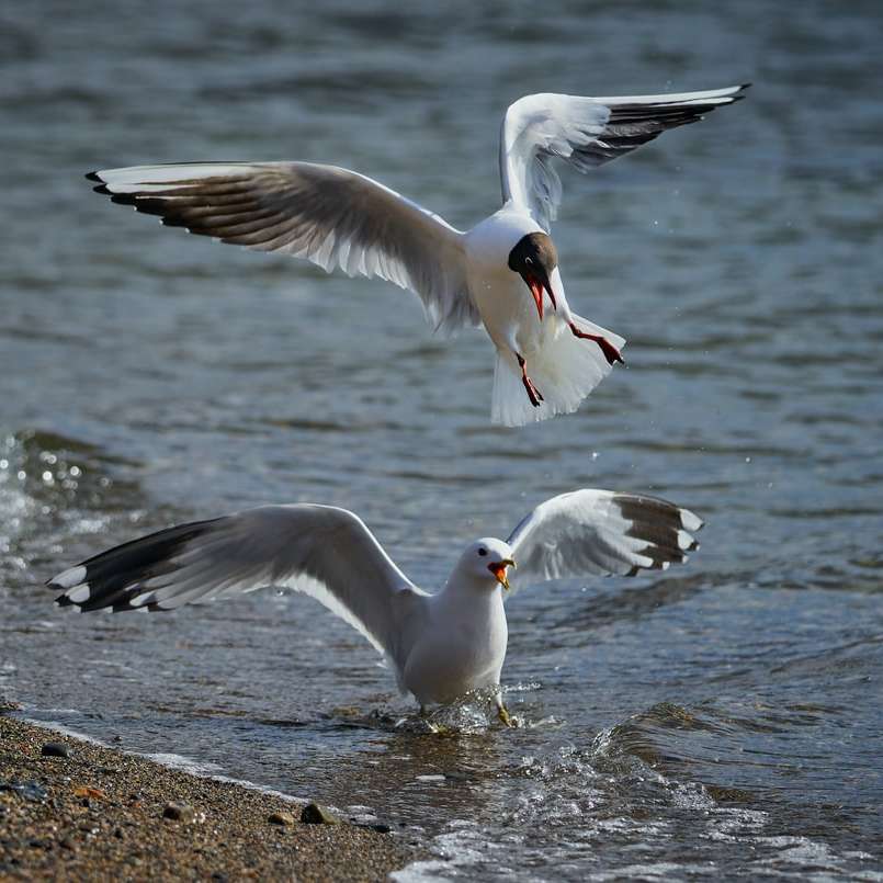 Bird alb și negru care zboară peste mare în timpul zilei alunecare puzzle online