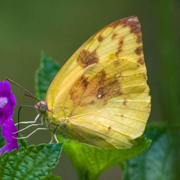 Gele vlinder neergestreken op paarse bloem online puzzel