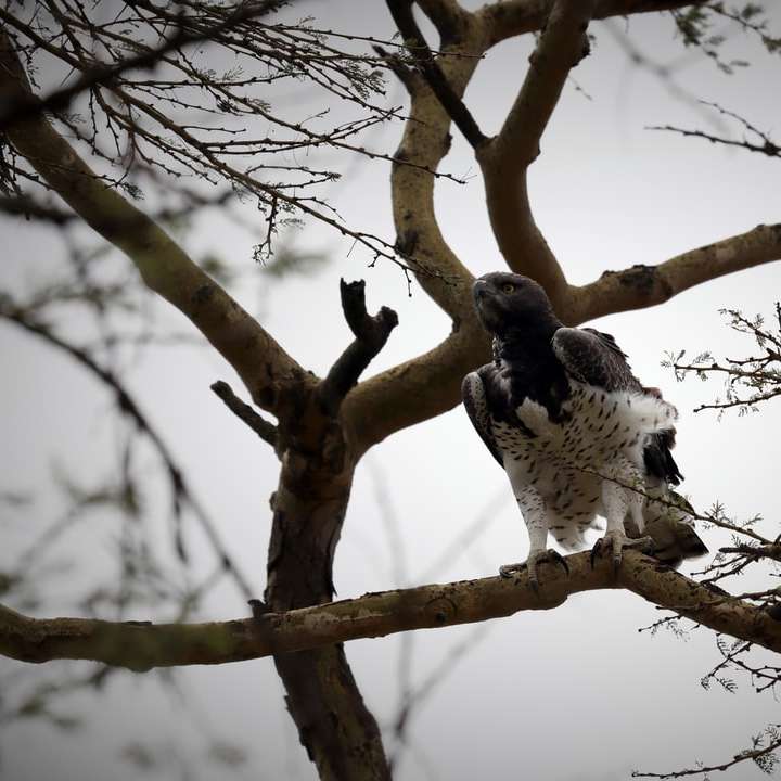 Fekete-fehér madár a barna fa ágon napközben csúszó puzzle online