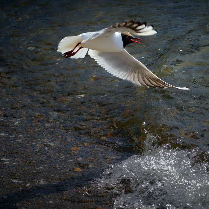 бяла птица, която лети над водата през деня онлайн пъзел