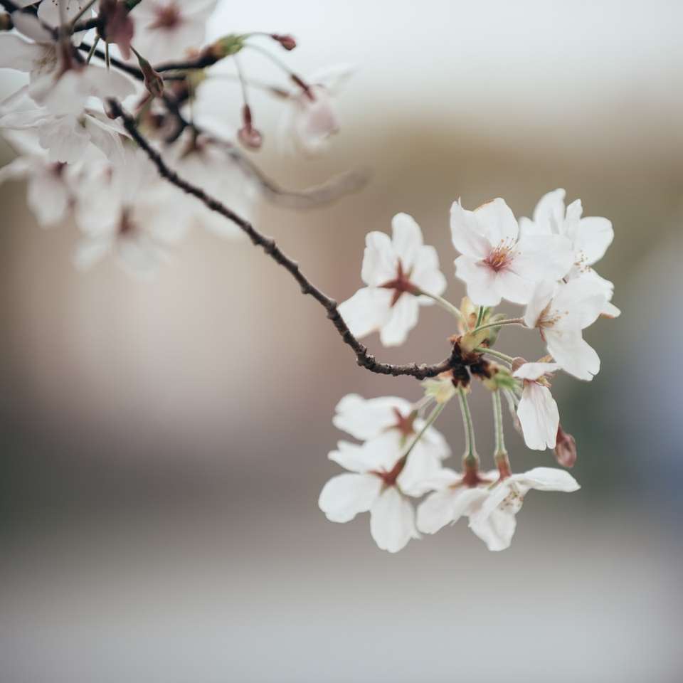 Biały kwiat wiśni w zbliżeniu fotografii puzzle online