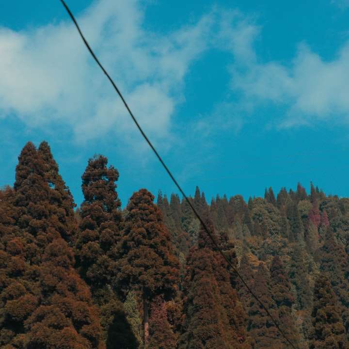 Πράσινα και καστανά δέντρα κάτω από τον μπλε ουρανό κατά τη διάρκεια της ημέρας online παζλ