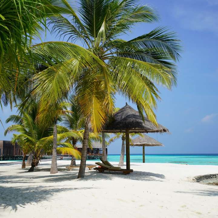 Palmeira na praia durante o dia puzzle online
