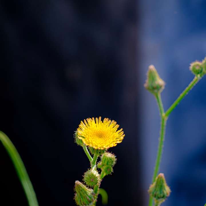 yellow flower in tilt shift lens online puzzle