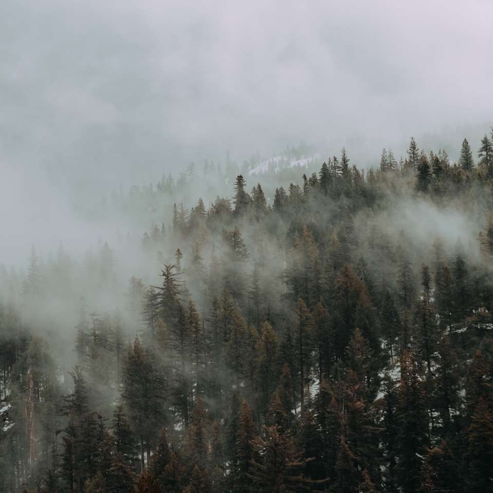 árboles verdes cubiertos de niebla rompecabezas en línea
