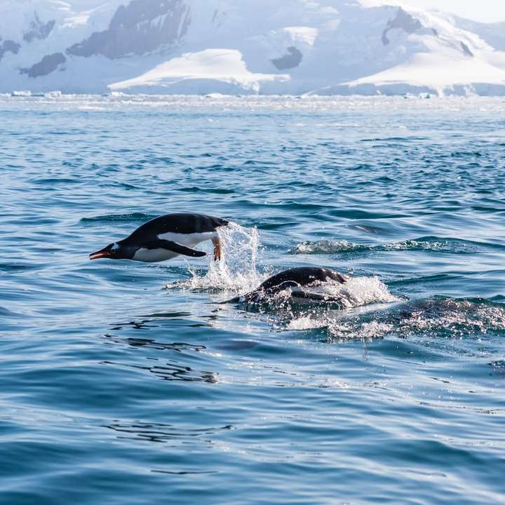 черно-белые дельфины в воде онлайн-пазл